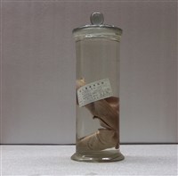 藏品(日本角鯊)的圖片